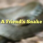 A Friend's Snake
