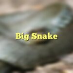 Big Snake