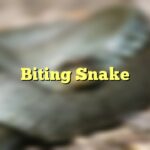 Biting Snake