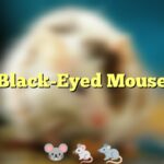 Black-Eyed Mouse