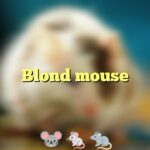 Blond mouse