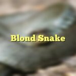 Blond Snake