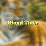 Blond Tiger
