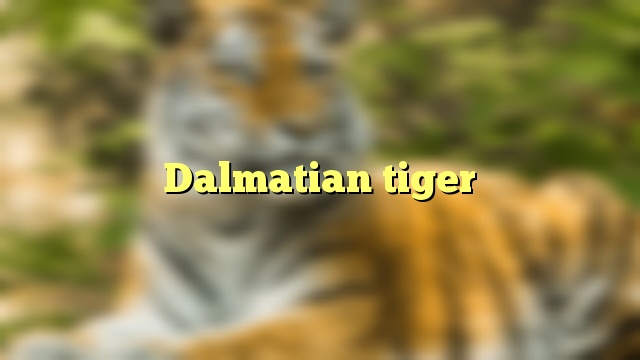 Dalmatian tiger
