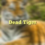 Dead Tiger