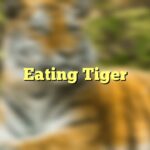 Eating Tiger