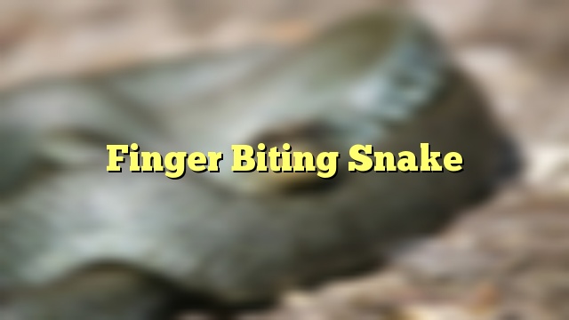 Finger Biting Snake