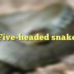 Five-headed snake
