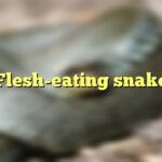 Flesh-eating snake