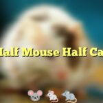 Half Mouse Half Cat