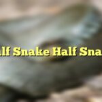 Half Snake Half Snake