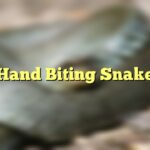 Hand Biting Snake