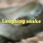 Laughing snake
