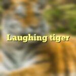 Laughing tiger