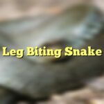 Leg Biting Snake