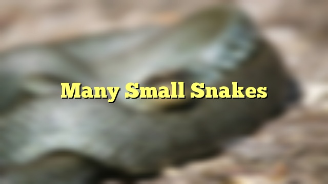 Many Small Snakes