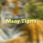 Many Tigers