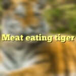 Meat eating tiger