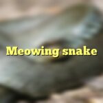 Meowing snake