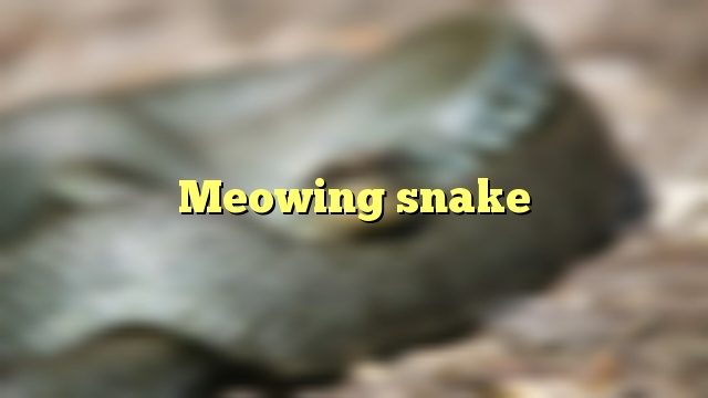 Meowing snake