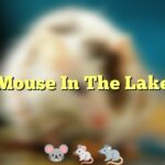 Mouse In The Lake