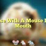 Mouse With A Mouse In Its Mouth