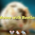 Mouse with Beetles