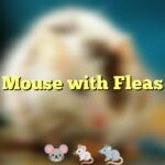 Mouse with Fleas