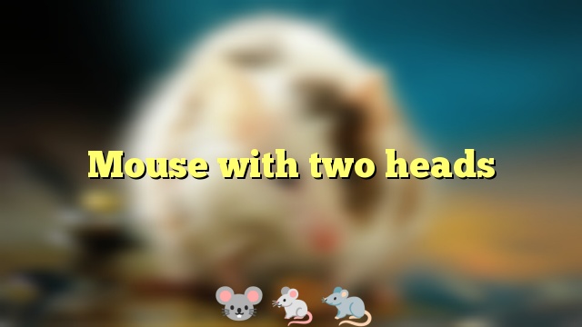 Mouse with two heads