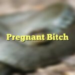 Pregnant Bitch