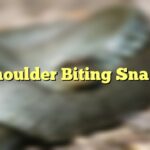 Shoulder Biting Snake