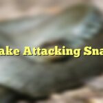 Snake Attacking Snake