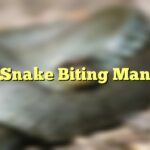 Snake Biting Man