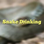 Snake Drinking