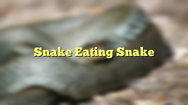 Snake Eating Snake