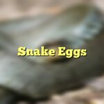 Snake Eggs