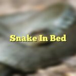 Snake In Bed
