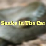 Snake In The Car