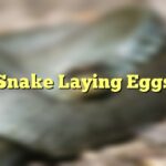 Snake Laying Eggs