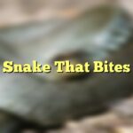 Snake That Bites