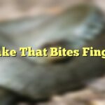Snake That Bites Fingers