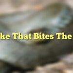 Snake That Bites The Leg