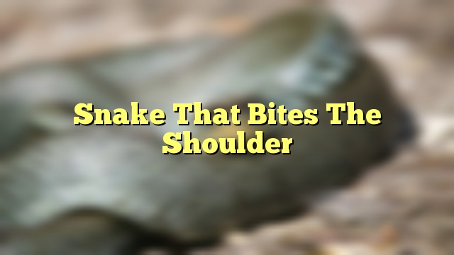 Snake That Bites The Shoulder