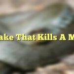 Snake That Kills A Man