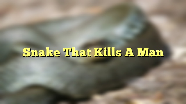 Snake That Kills A Man