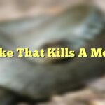 Snake That Kills A Mouse