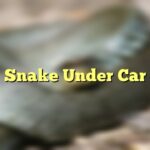 Snake Under Car