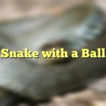 Snake with a Ball