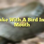 Snake With A Bird In Its Mouth
