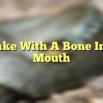 Snake With A Bone In Its Mouth